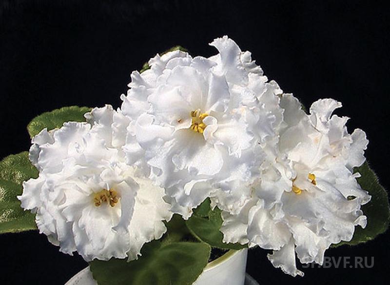 Фиалка Белая Фото И Описание – Telegraph