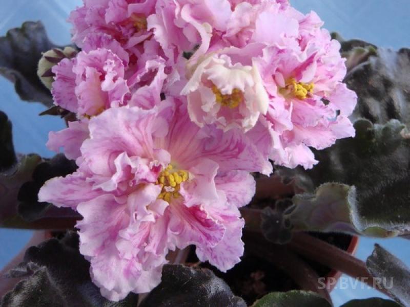 Фиалка сахарная роза фото и описание сорта
