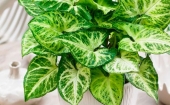 Зеленый подоконник - комнатные растения из частной коллекции.