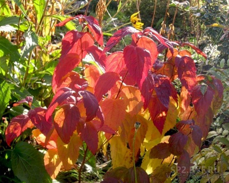 Спирея японская macrophylla фото