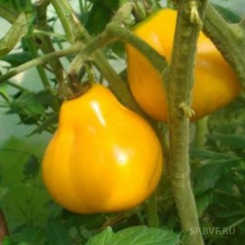 томат трюфель оранжевый. желтый трюфель. томат трюфель желтый. желтый трюфель. сибирский сад зазноба.