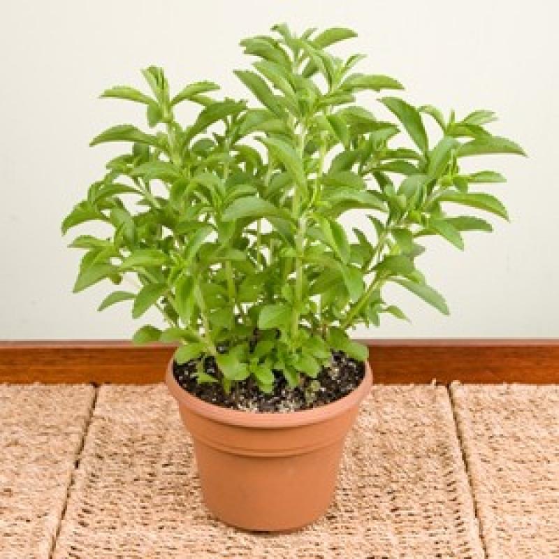 Стевия в домашних условиях. Stevia rebaudiana. Стевия растение. Стевия медовая растение. Stevia rebaudiana Bertoni.