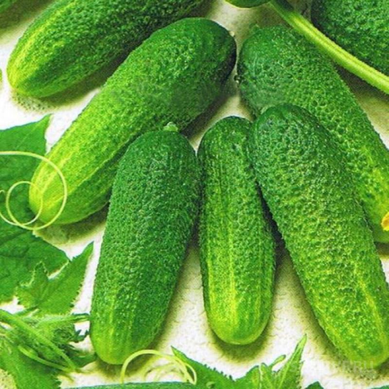 Огурец эксельсиор f1. Огурец хрустик f1. Зимний сорт огурцов. Сорт огурцов родничок. Зимний сорт огурцов.