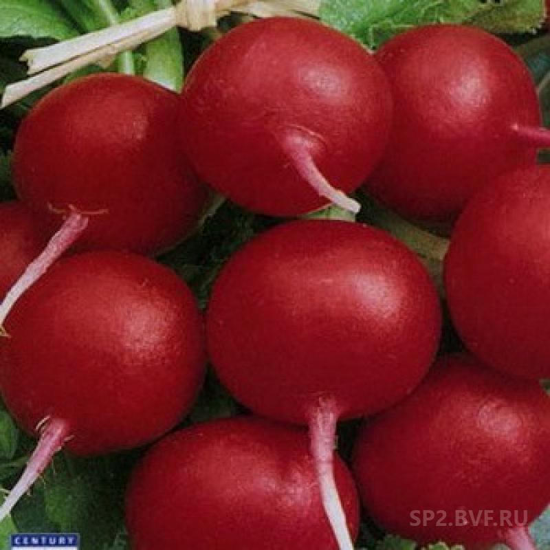 Семена овощей редис ведьмины пальцы. Сорт гигантской редиски. Редиска фото. Редис прокопенко фото. Редис меркадо описание сорта.