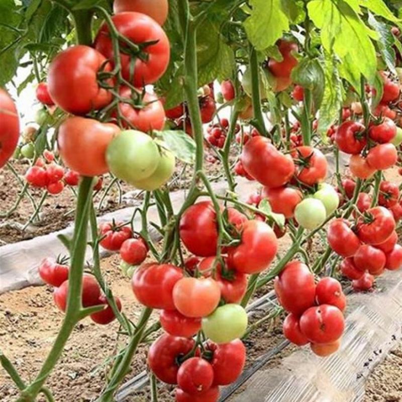 Урожайность томата чудо земли