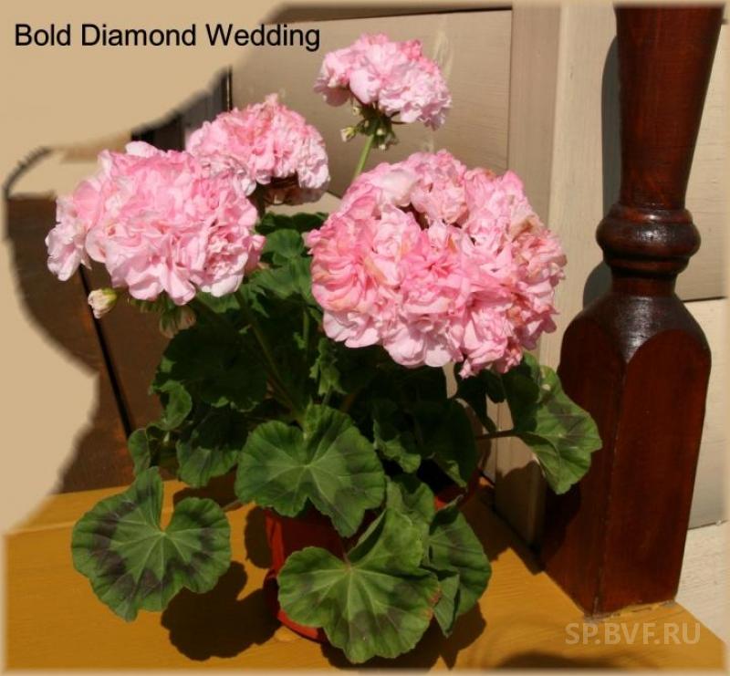 Bold diamond wedding пеларгония фото и описание
