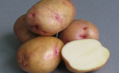 Семенной картофель.